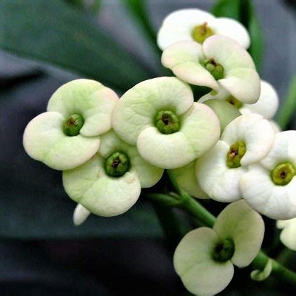 euphorbia hermes